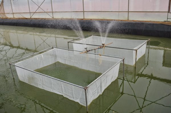 FRY BREEDING CAGE NETS - 3’X 4’X 30″